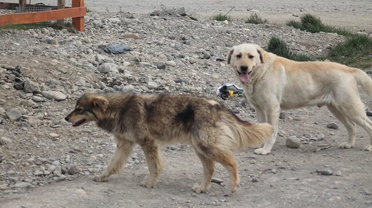 Se trabaja sobre el tratamiento del programa de manejo de población de perros