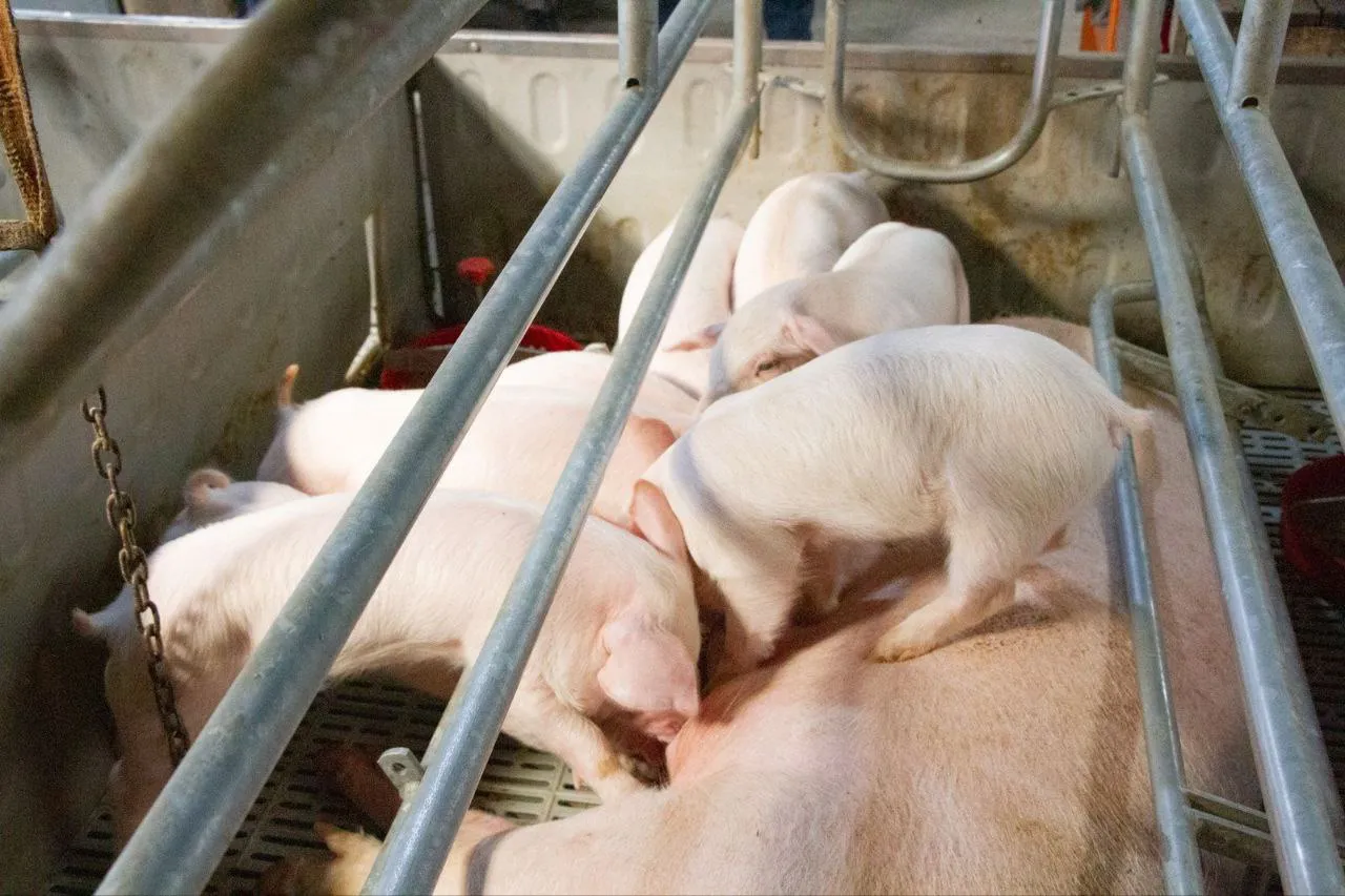 photo_5057610933966319097_y