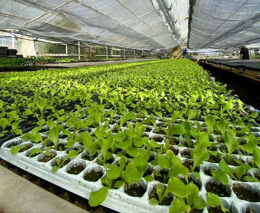 Más de 230 productores recibirán cerca de dos millones de plantines de verduras