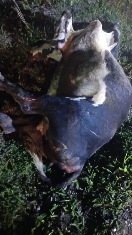 FB_IMG_1763177991901