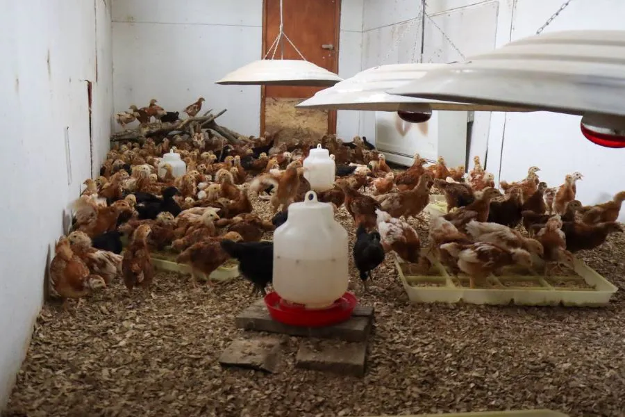 photo_4983631904707906355_y