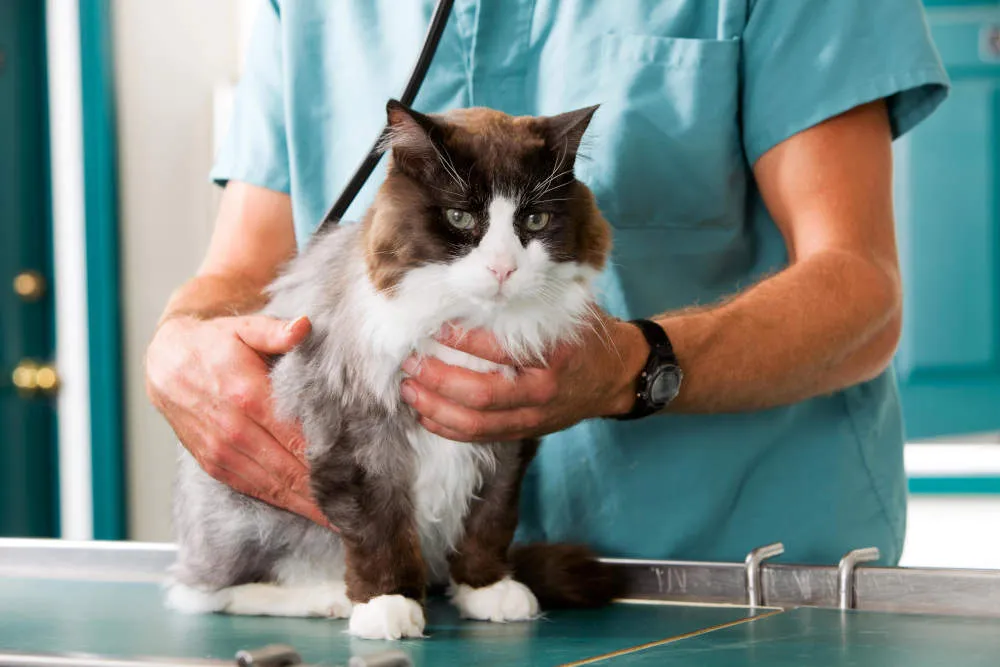 Esterilizacin_La_Gallega_clnica_veterinaria