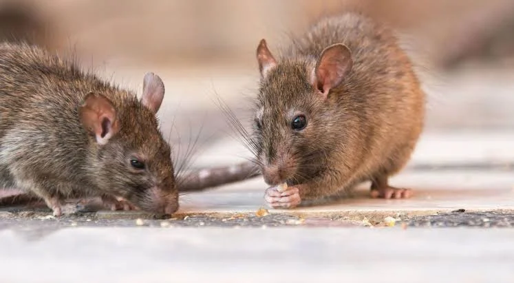 Confirman un nuevo caso de hantavirus en Bariloche