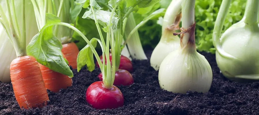 agricultura-organica-vs-tradicional-encabezado