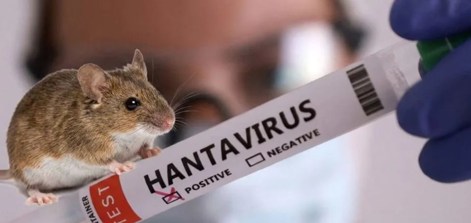 Hantavirus