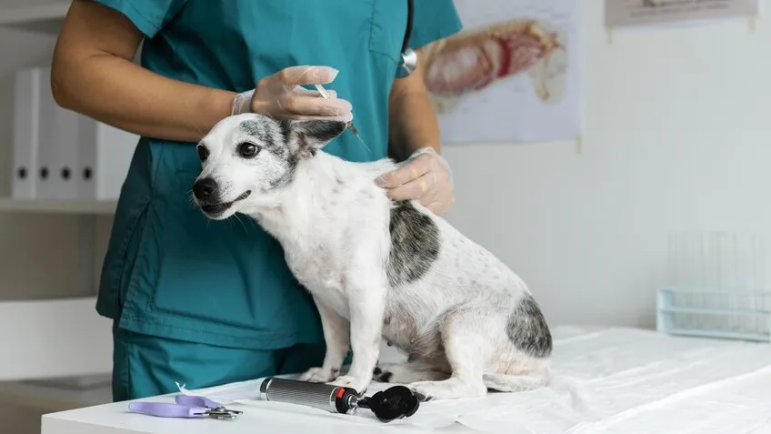 Vacunacion-perros