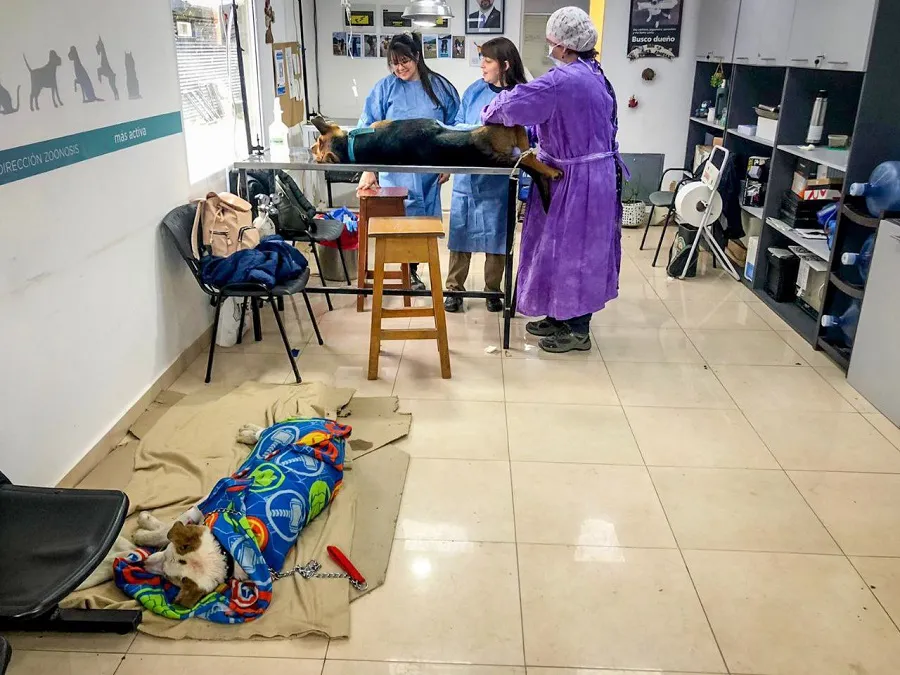 Se llevó adelante una nueva jornada de castración masiva de perros en Ushuaia