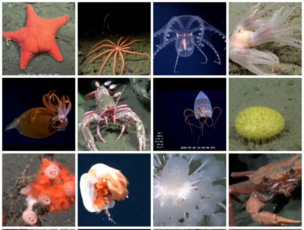 Talud-Continental-IV-1024x774