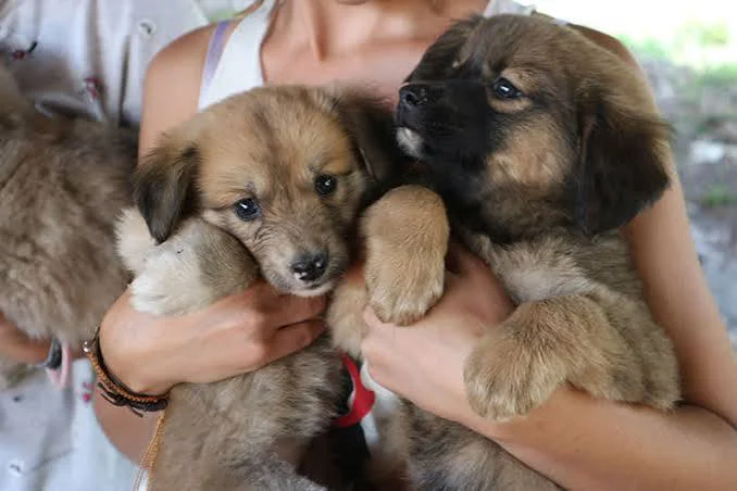 Se presentó un proyecto para la obligatoriedad de las castraciones de mascotas