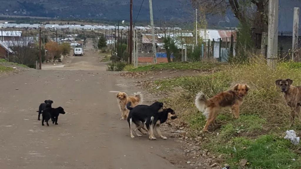 2.-Revista-28-Intro-dossier-Viozzi-1024x576