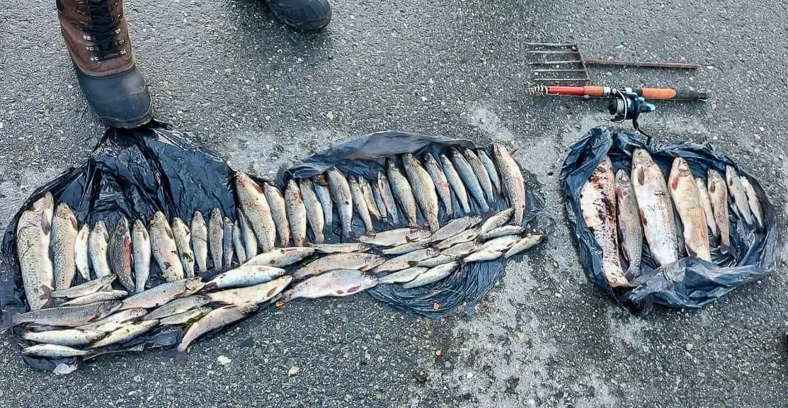 Descubren contrabando de truchas en el sector de Lago Escondido (2)