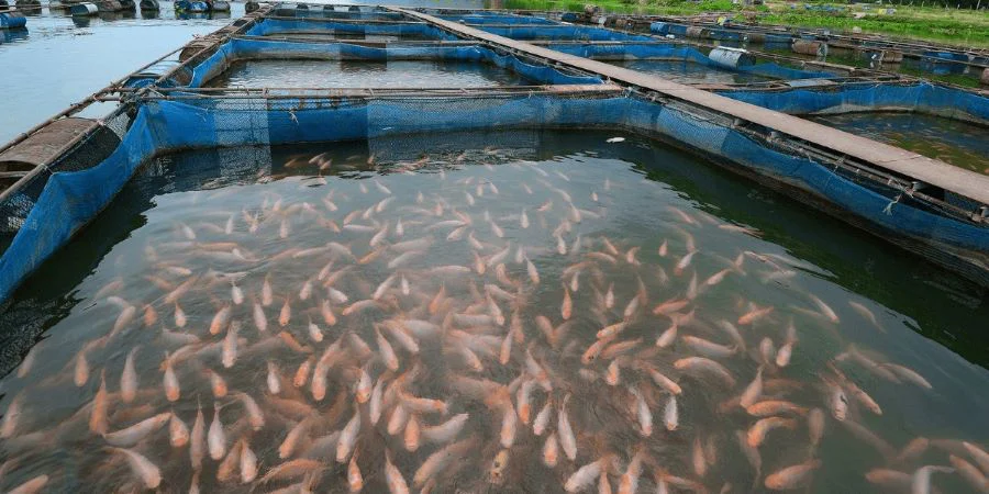 La provincia evaluará la factibilidad de iniciar un proyecto de Pscicultura