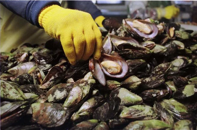mejillones