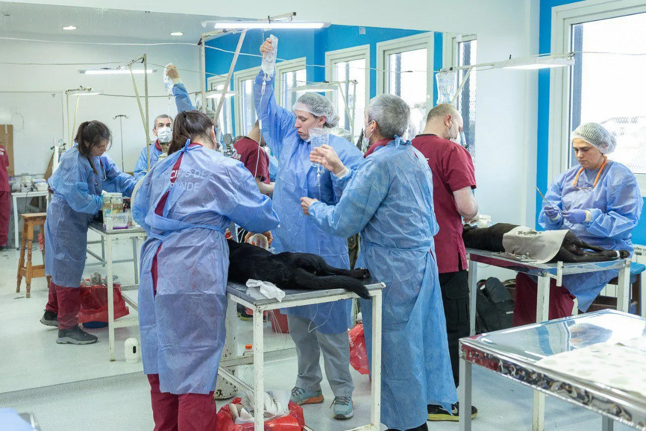 Se castraron más de 80 perros y se colocó chips a otros 40 durante el fin de semana