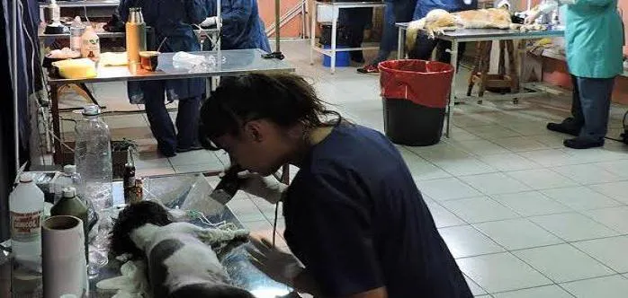Tolhuin lanza la Primera Campaña de Salud Pública Veterinaria de la ciudad
