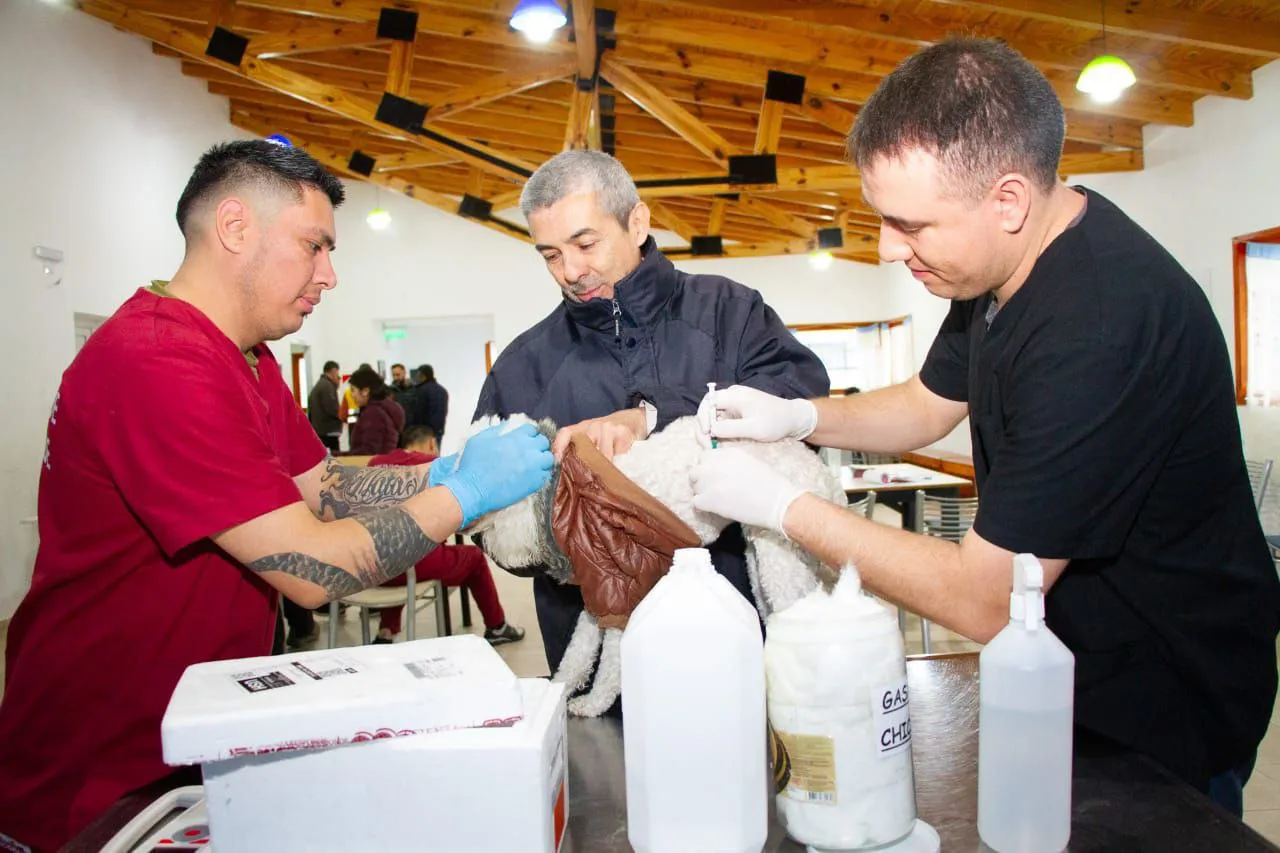 Se brindó atención a 350 mascotas en vacunación antirrábica y chipeo en Río Grande