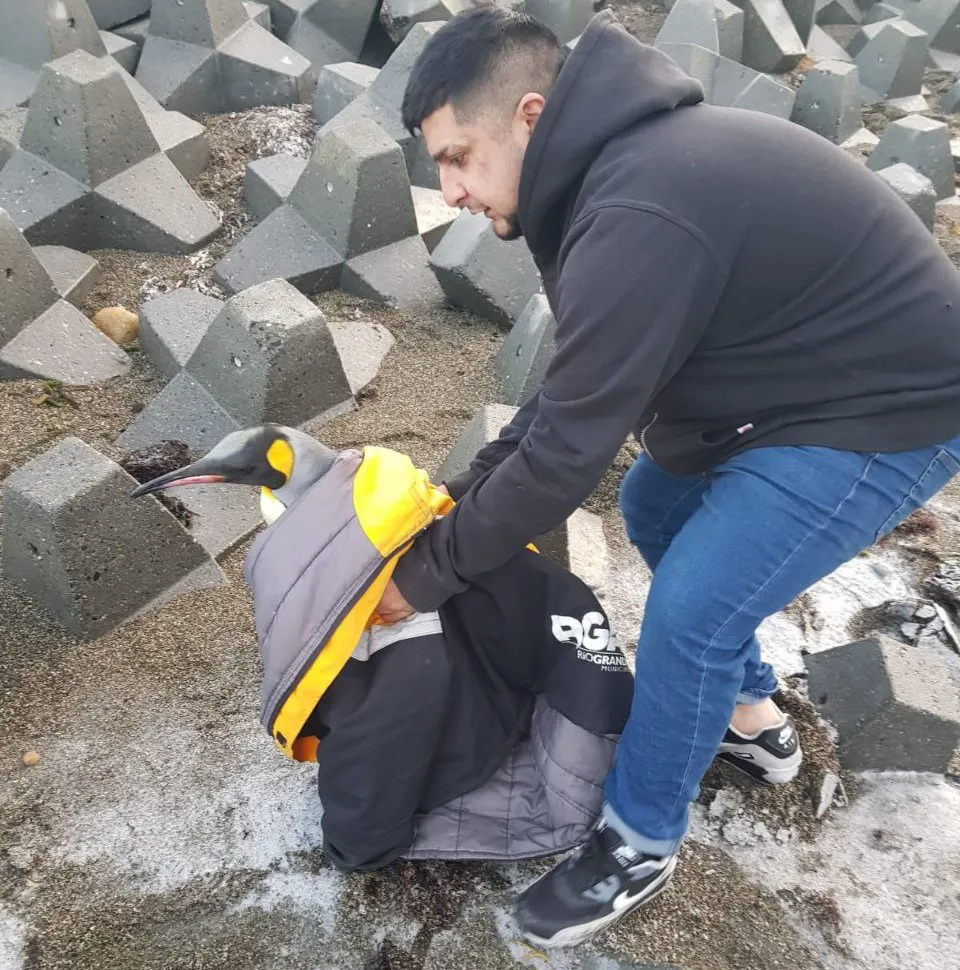 Trasladaron a la Reserva Natural Punta Popper al Pingüino Rey que apareció en la ciudad