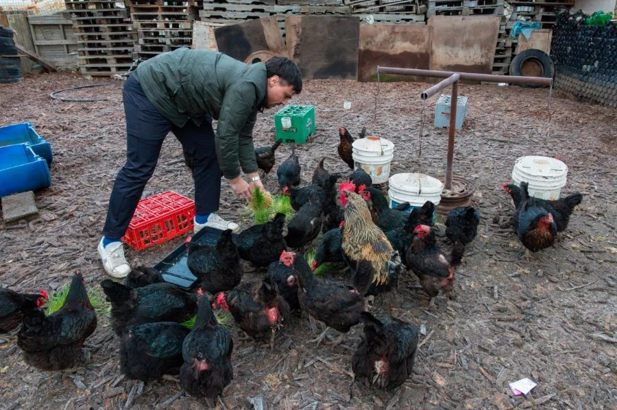 Productores Avícolas