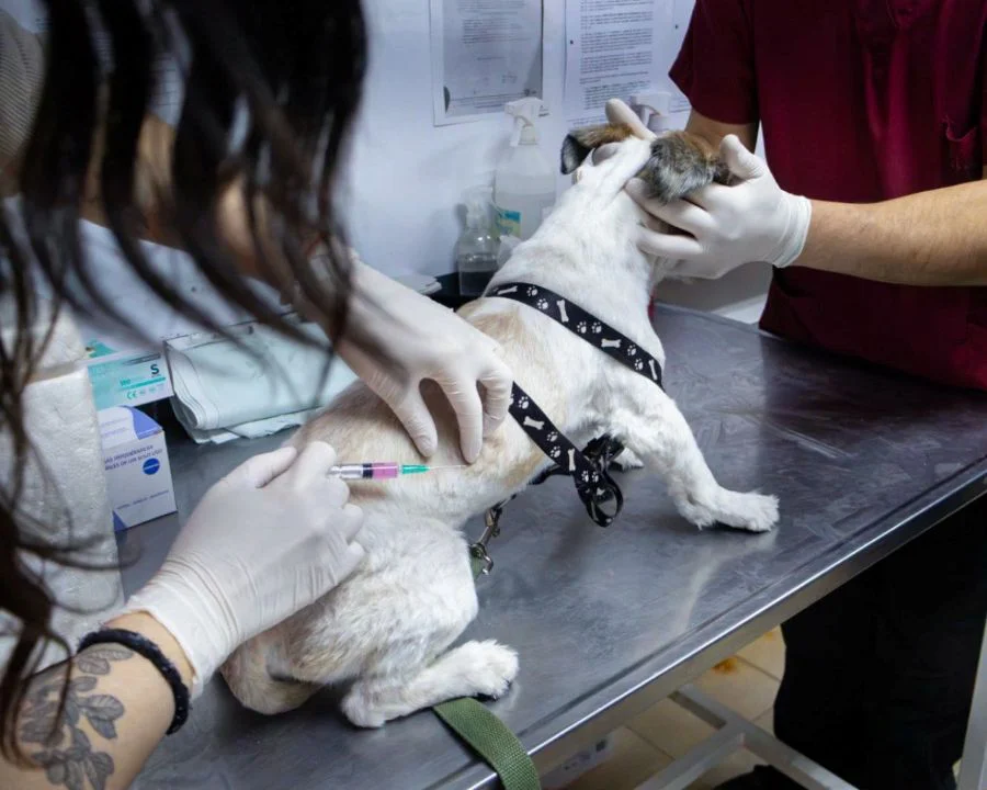 El municipio vacunó a más de 140 mascotas en la ciudad de Río Grande