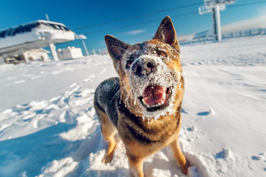 Dog-care-in-winter