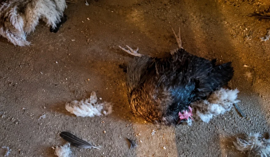 gallina