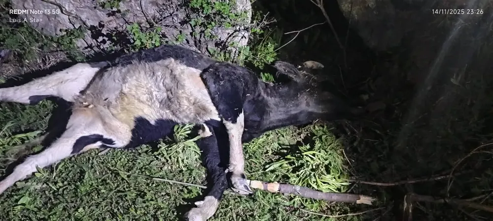 FB_IMG_1763177987294