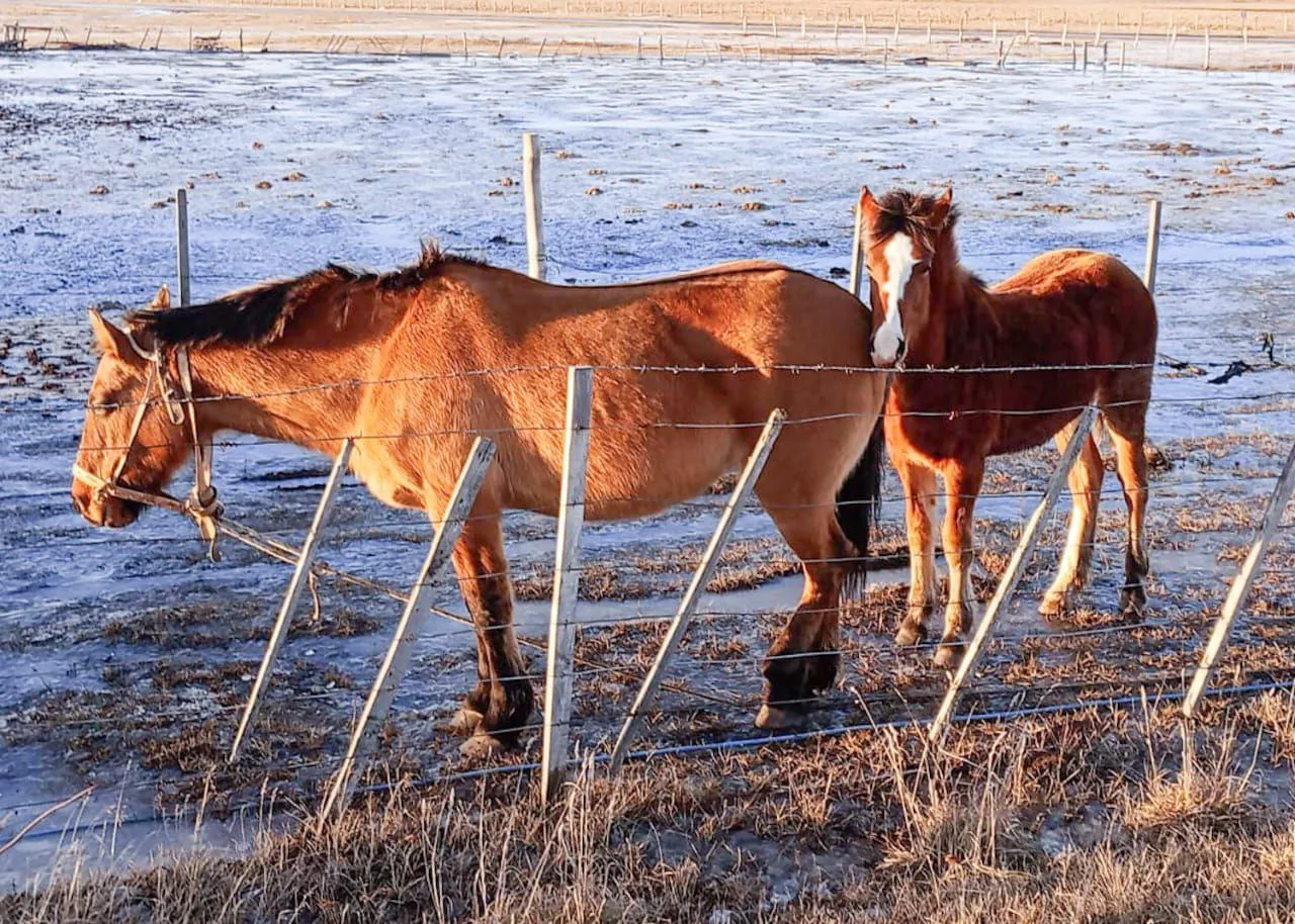 Caballos puestos en resguardo por el municipio fueron otorgados a La Misión