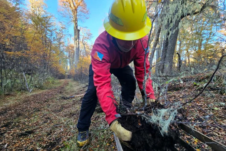 Reforestación de lengas