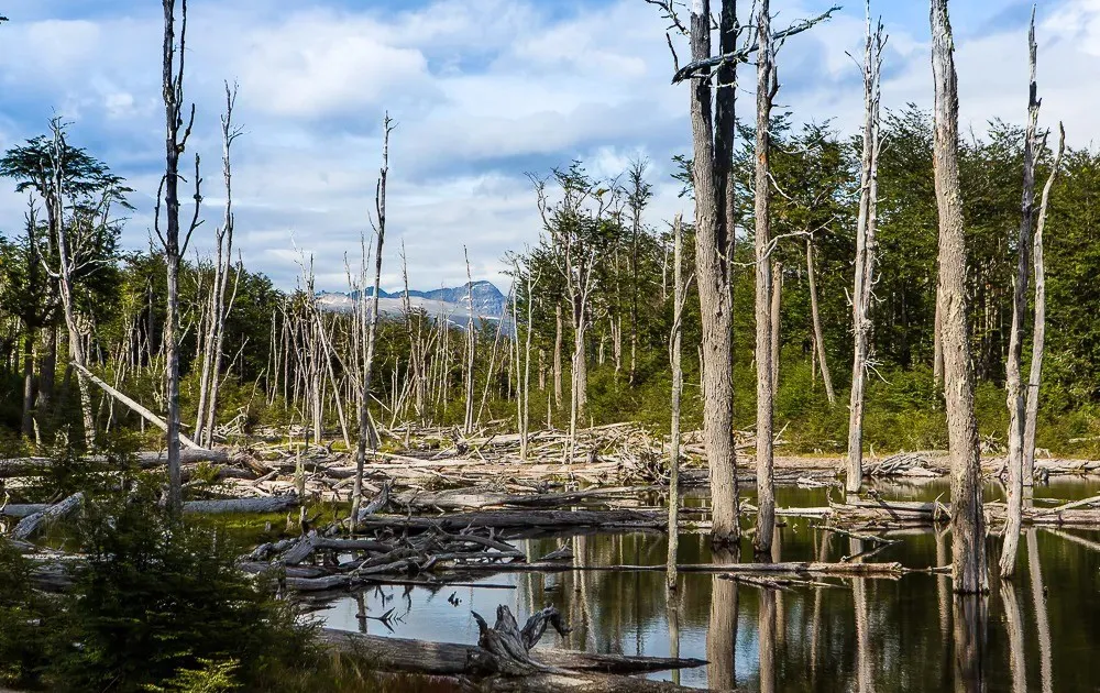 Se abre la convocatoria en Tolhuin al programa “Hacia Soluciones Naturales del Clima”