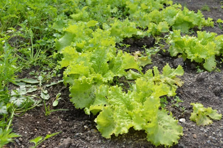 Comienzan las capacitaciones de Buenas Prácticas Agrícolas en Río Grande
