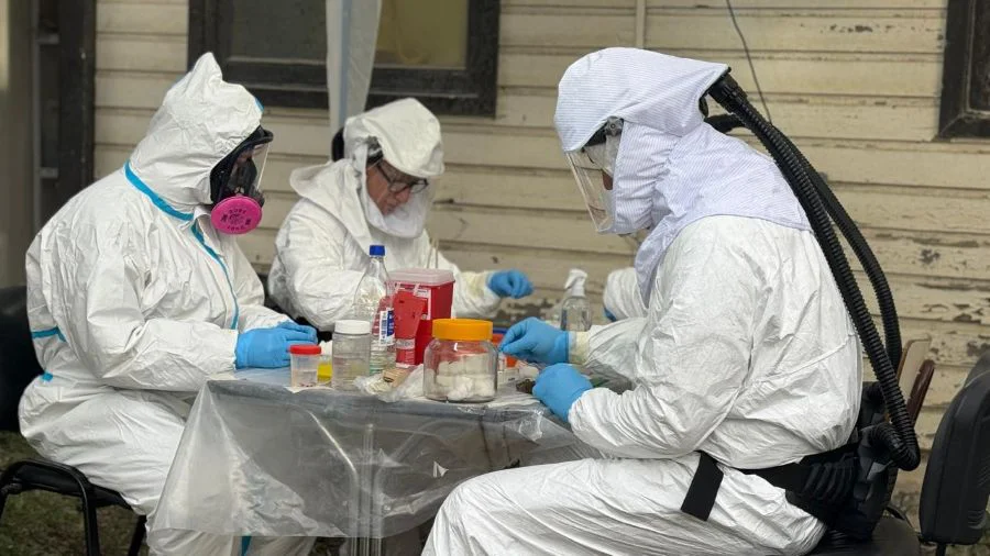 Descubren roedores con una variante diferente del Hantavirus vinculado al crucero