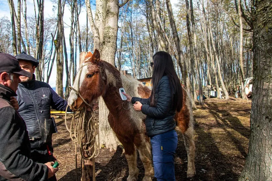 El área de zoonosis de Ushuaia realizó una jornada itinerante de chipeo de equinos