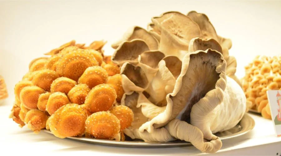 photo_5001701746950212430_y