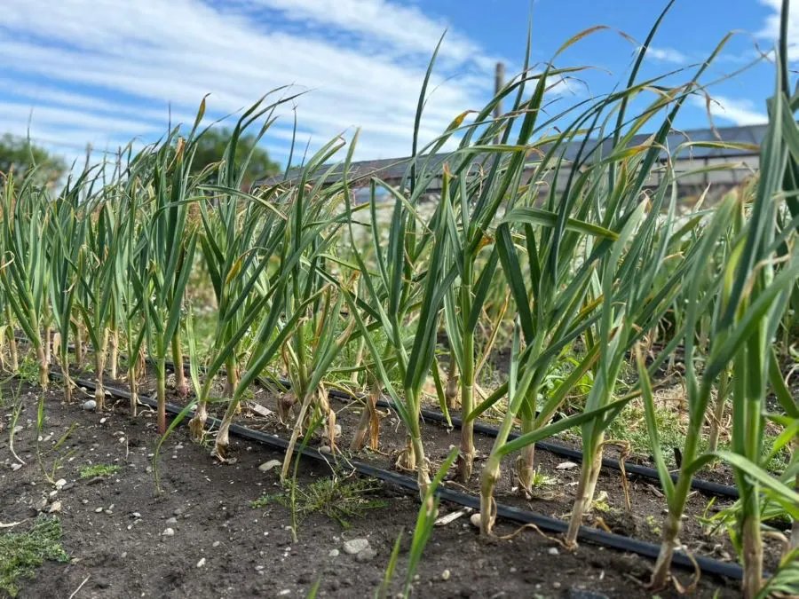 photo_4945095314939513893_y