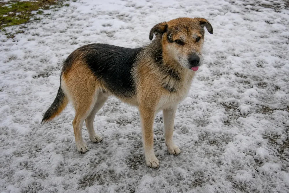 Solicitan resguardar a las mascotas ante las bajas temperaturas en Ushuaia