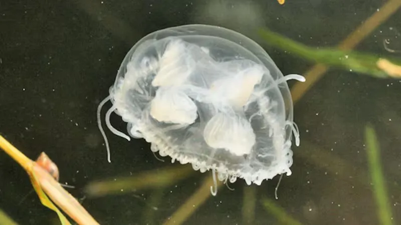 WhatsApp Image 2026-01-16 at 12.39.19