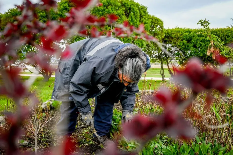 Se realizan trabajos de embellecimiento sobre el Paseo de las Rosas en Ushuaia  (1)