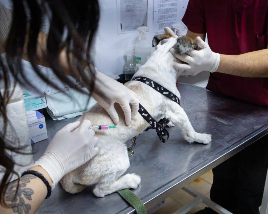 Este sábado se realizará la jornada de cuidado de mascotas