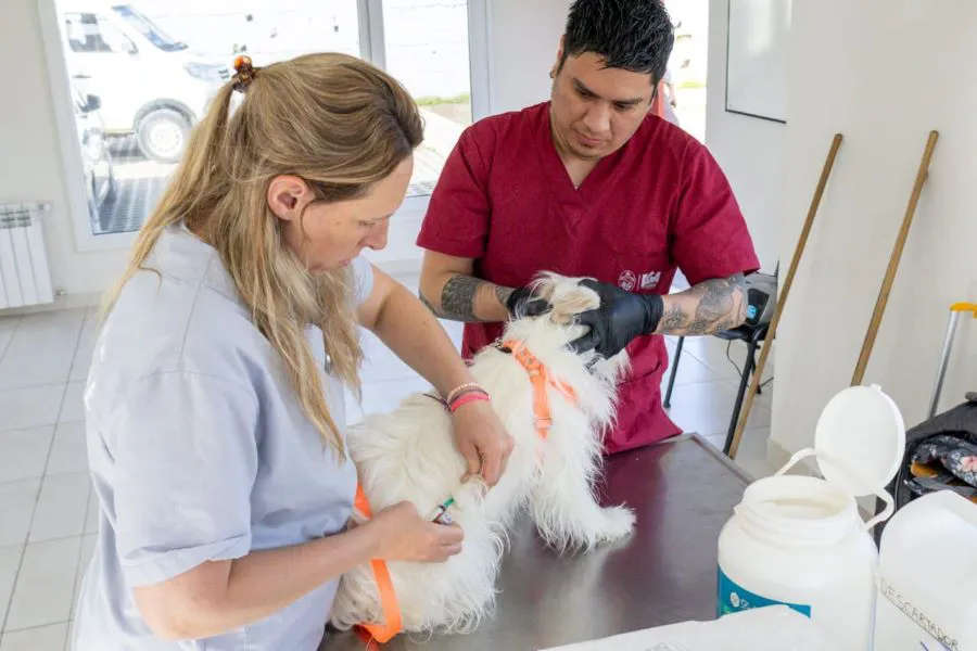 Este sábado se realizará una nueva jornada de chipeo y vacunación de mascotas