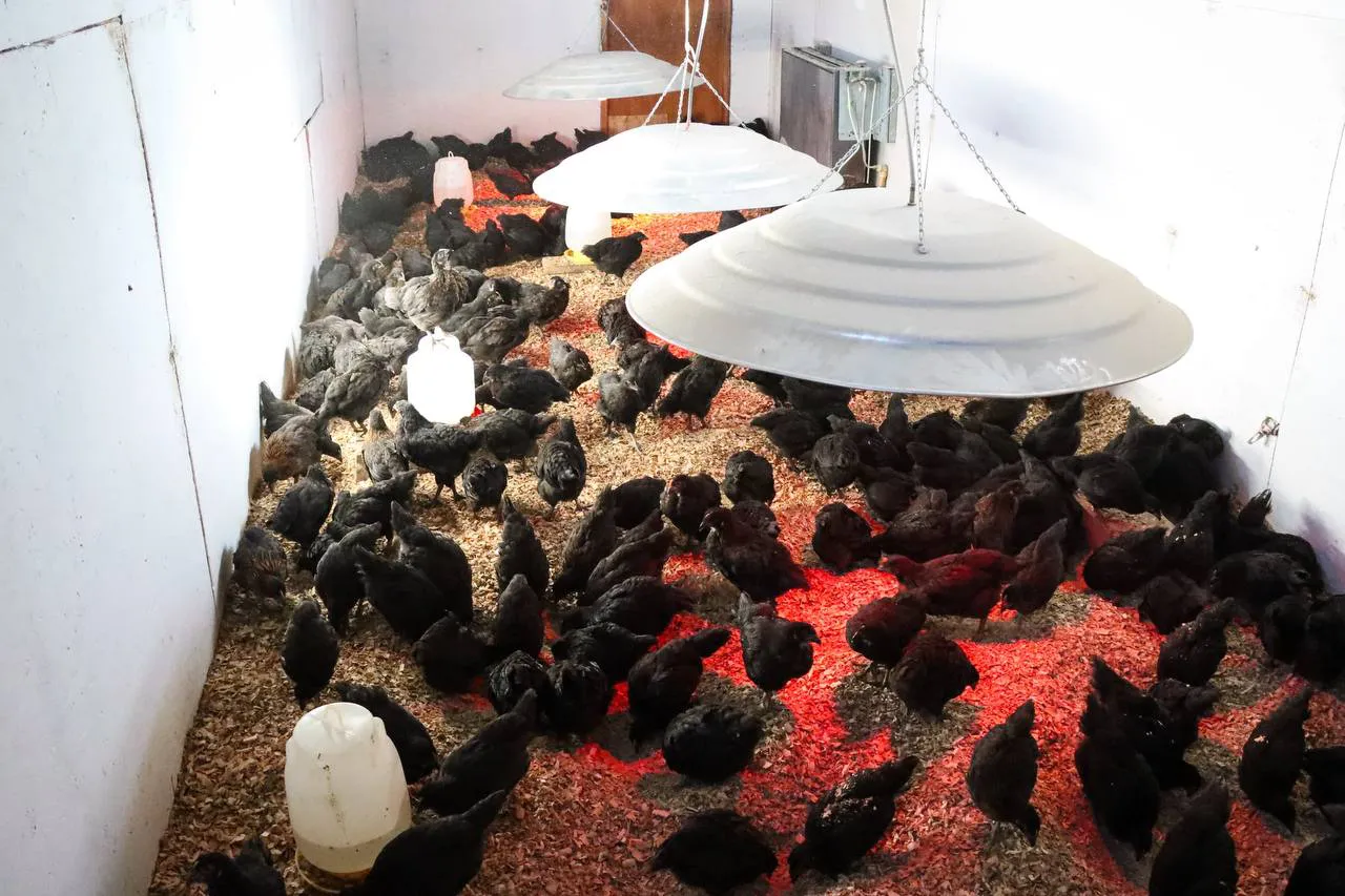 El INTA junto al municipio entregaron aves ponedoras a productores de Tolhuin (1)