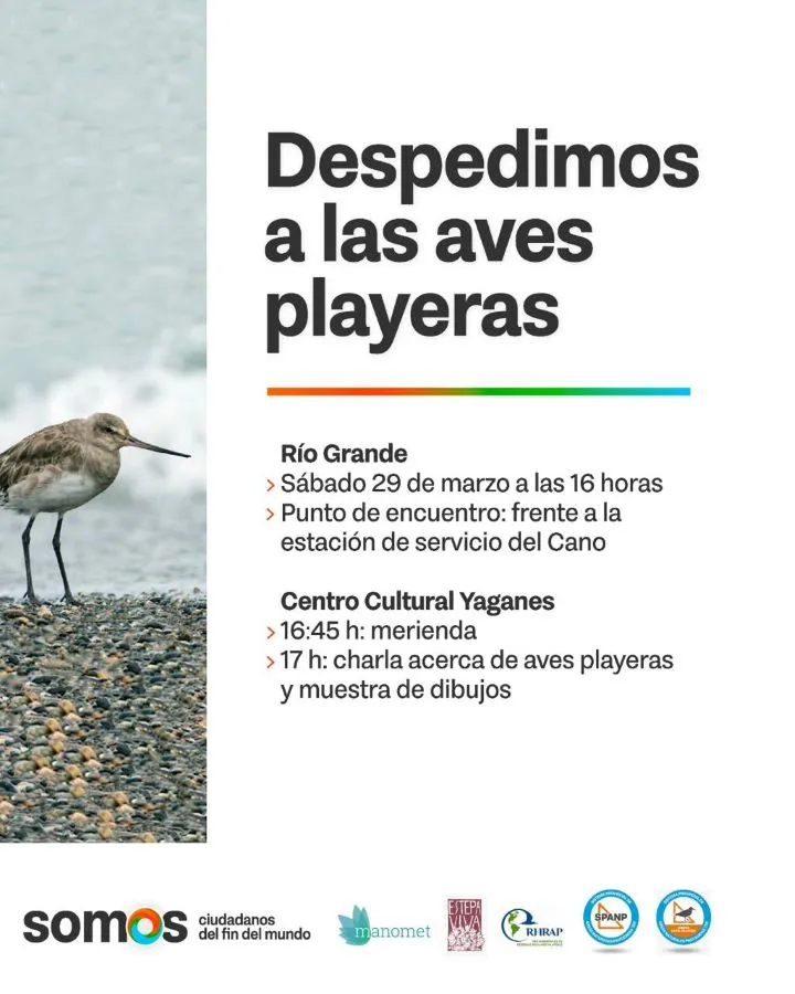 aves playeras (1)