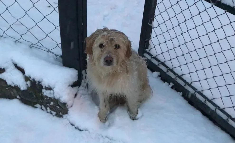 Ante las intensas nevadas solicitan poner a resguardo las mascotas en Ushuaia