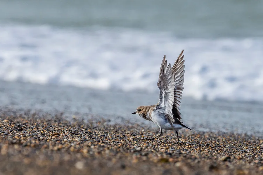 Comienzan las actividades por el Festival de Aves 2024 de la ciudad de Río Grande