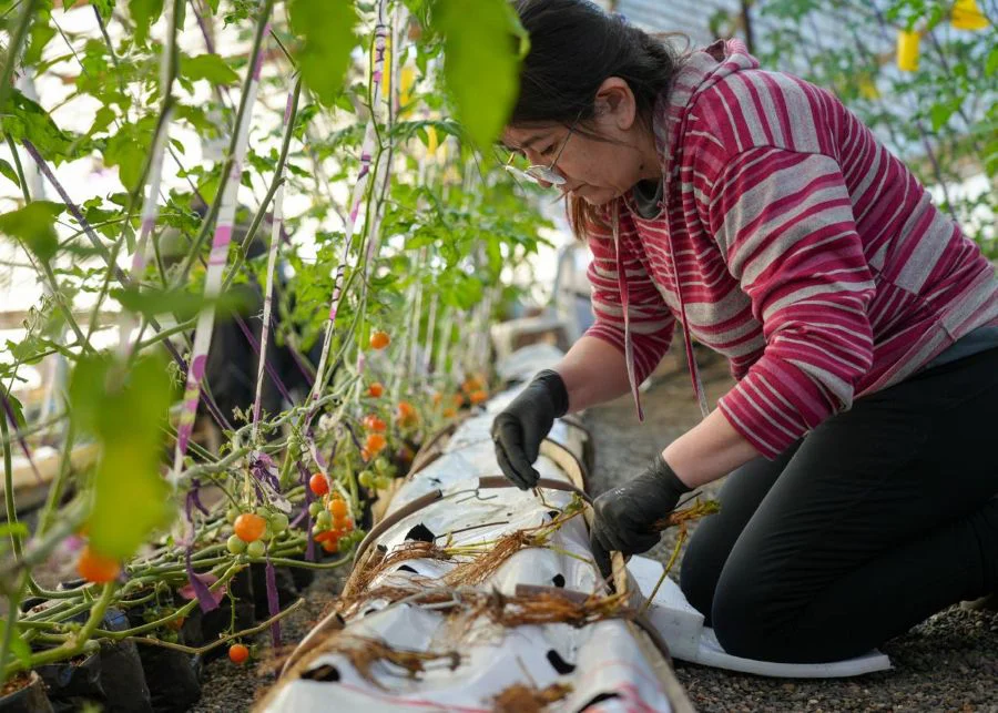 Continúa avanzando la producción de frutillas en Río Grande