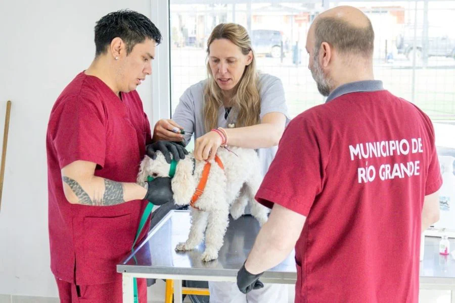 Nueva jornada de vacunación y adopción de mascotas en Río Grande