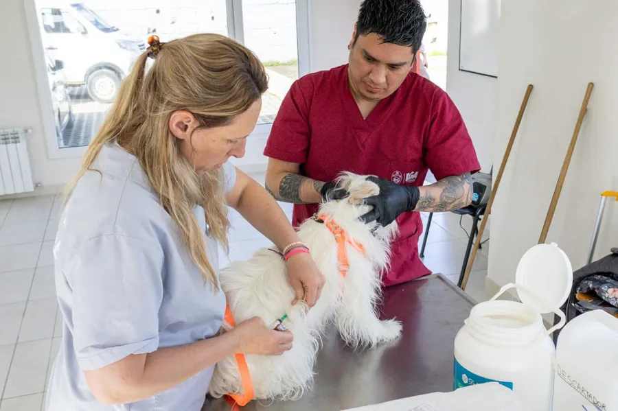 Alrededor de 250 mascotas fueron atendidas en la jornada de chipeo y vacunación