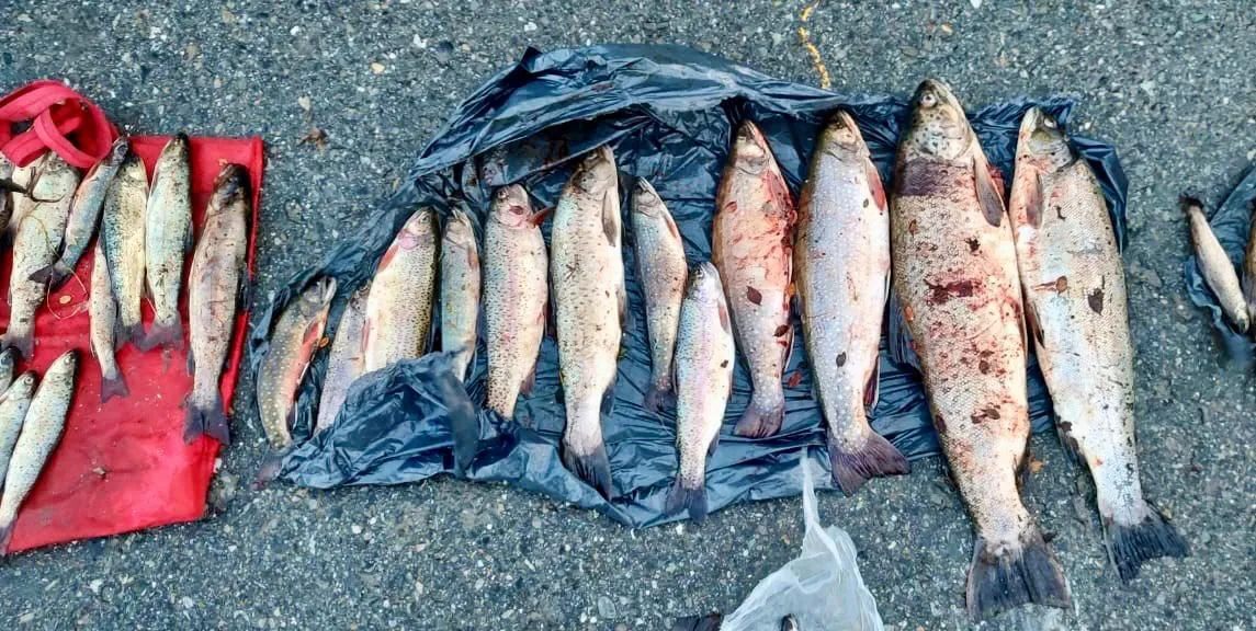 Descubren contrabando de truchas en el sector de Lago Escondido (3)