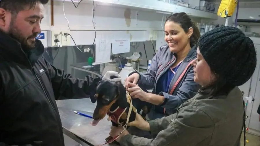 Habrá jornada de vacunación antirrábica y actividades de concientización en Tolhuin