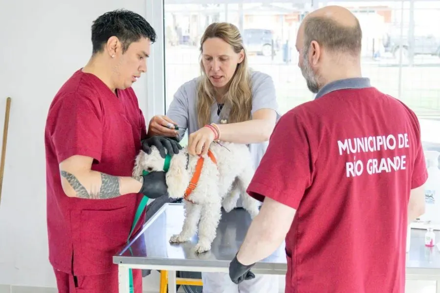 Este sábado habrá una nueva jornada de adopción, vacunación y chipeo de mascotas