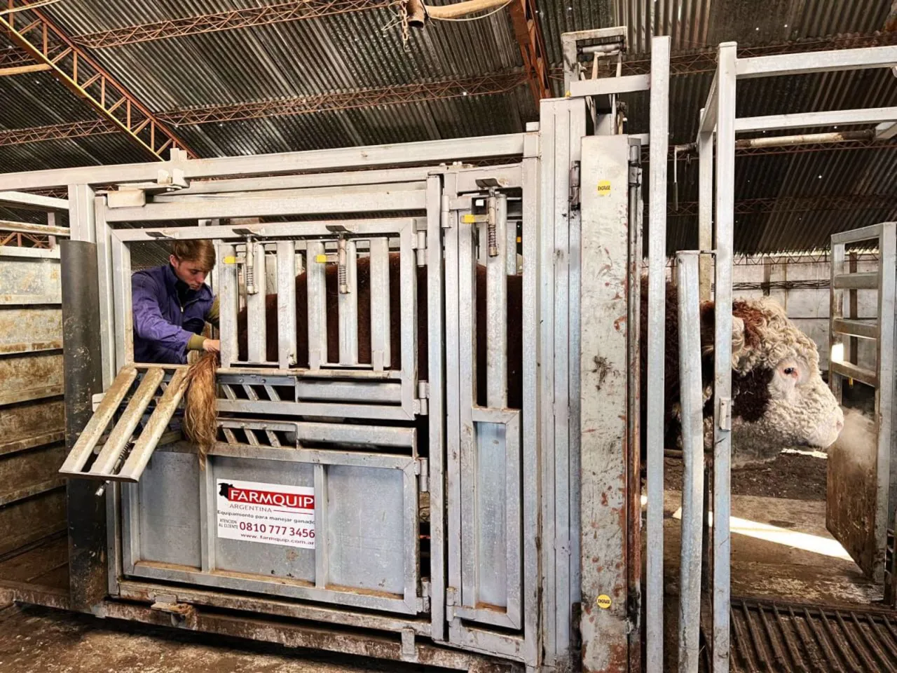 Comenzó la aplicación biotecnologías reproductivas en bovinos de Tierra del Fuego